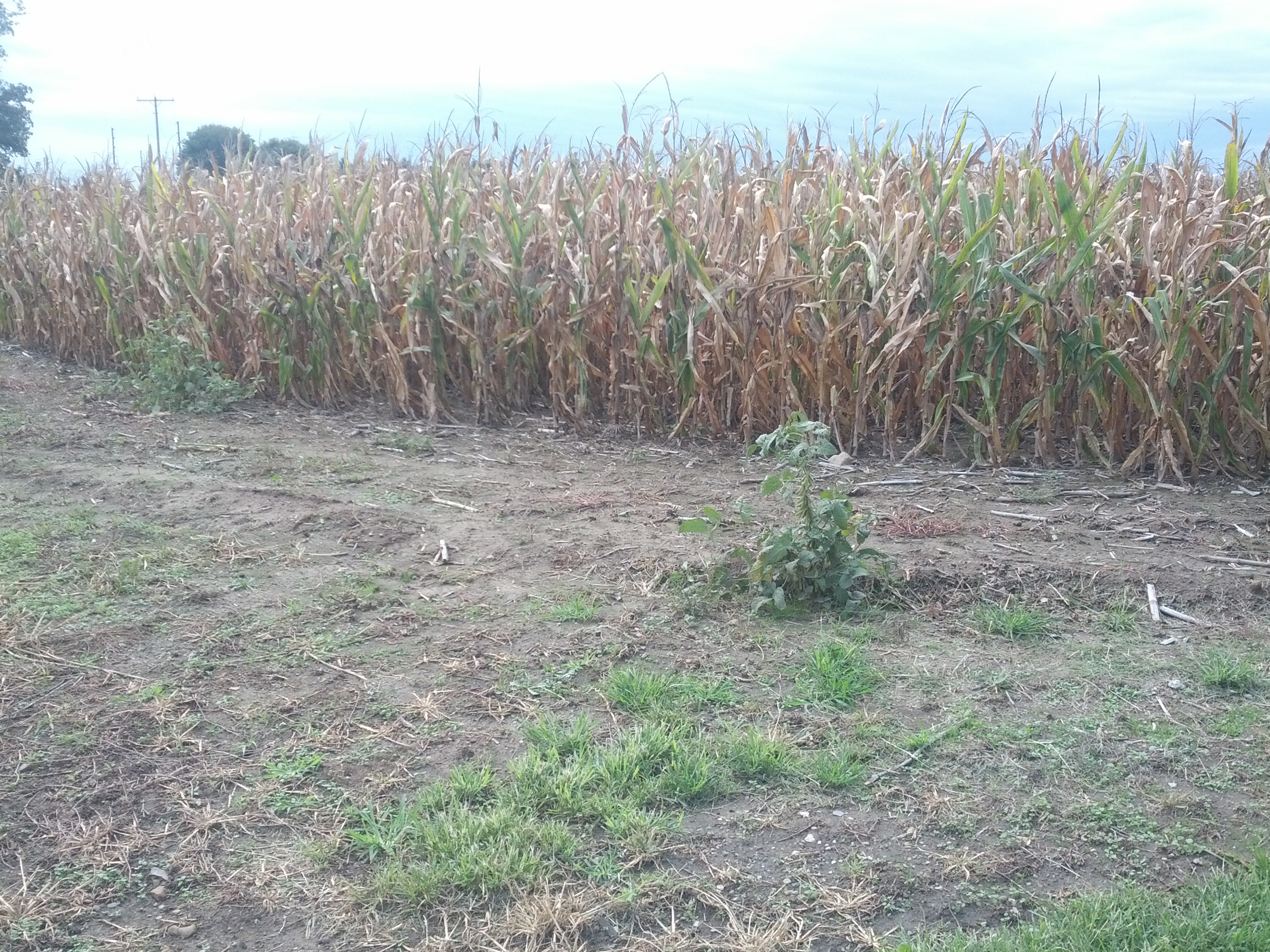 250 Bushel Soybeans The Farmer's Life