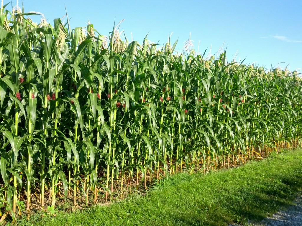 Corn Porn - The Farmer's Life